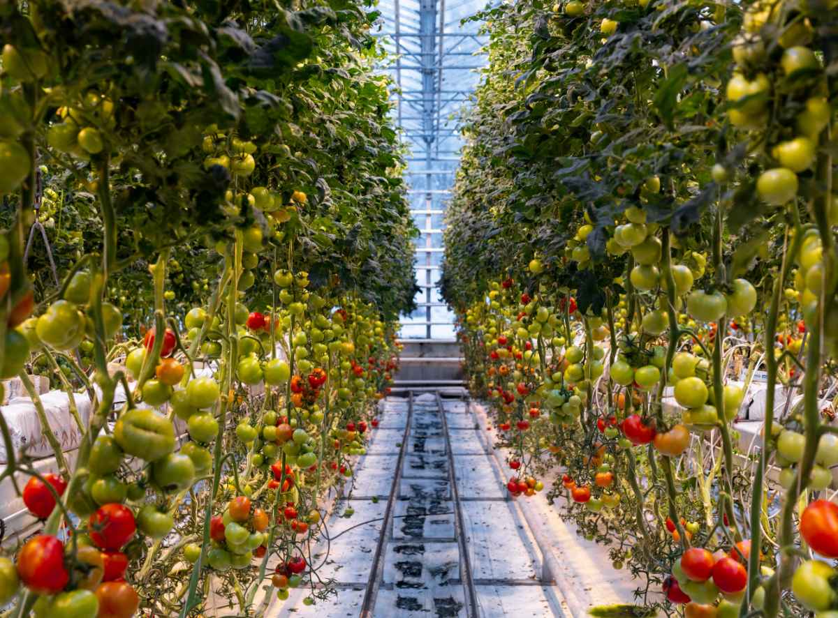 Tomato Farm, Iceland
