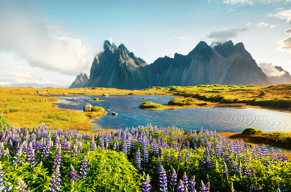 Lupine blooming in Iceland in summer months