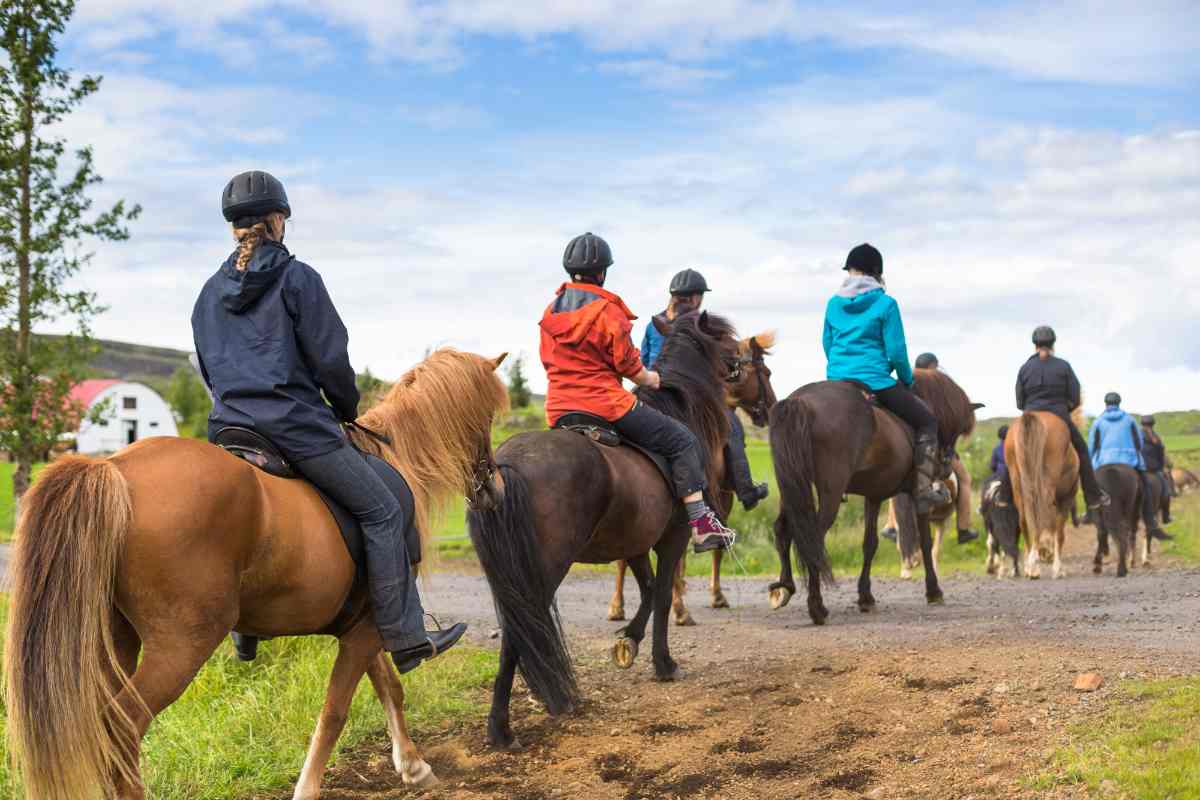 Icelandic horses tour