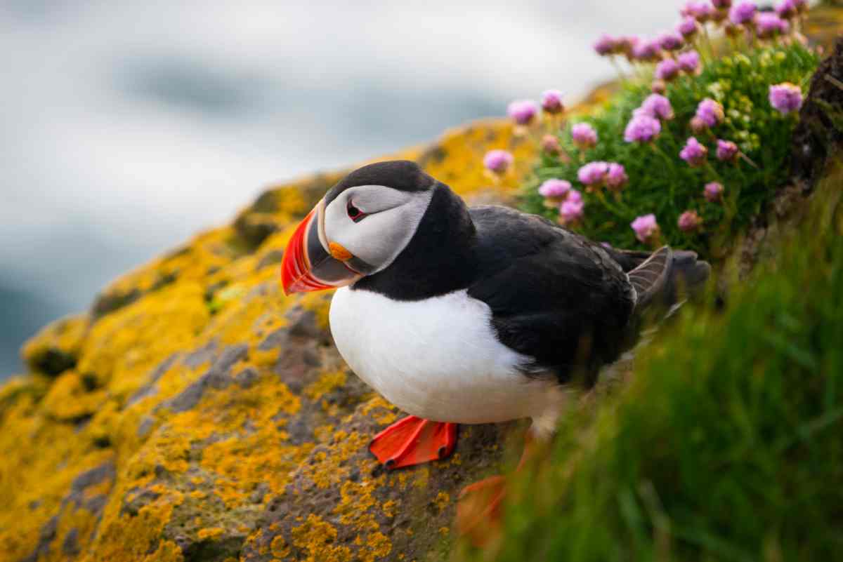 Iceland's puffins
