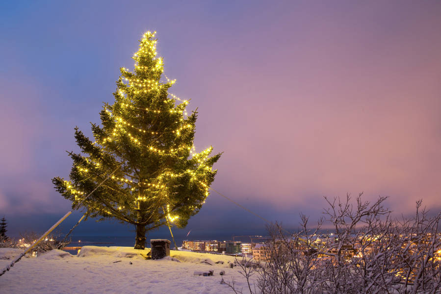 Christmas tree in Reykjavik city