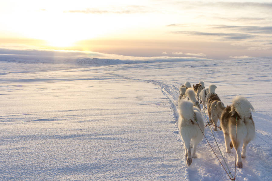 Huskies pulling a sled at dawn