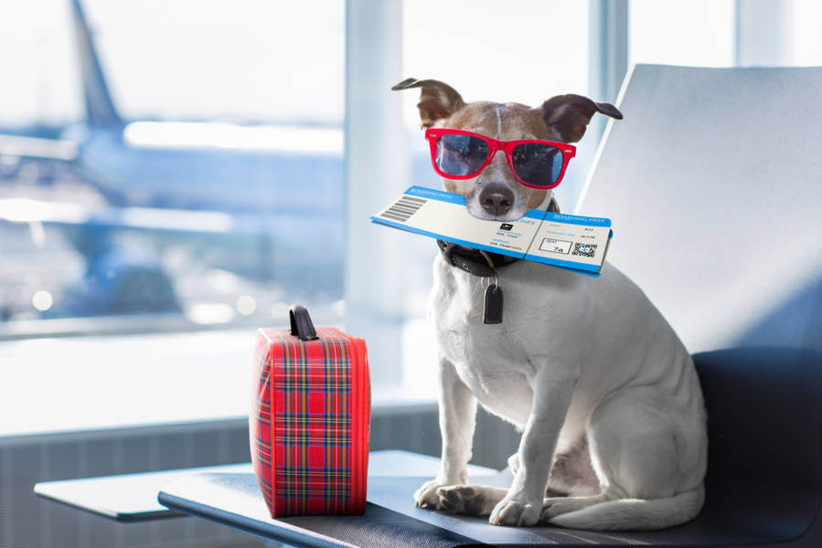 dog holding a plane ticket at the airport