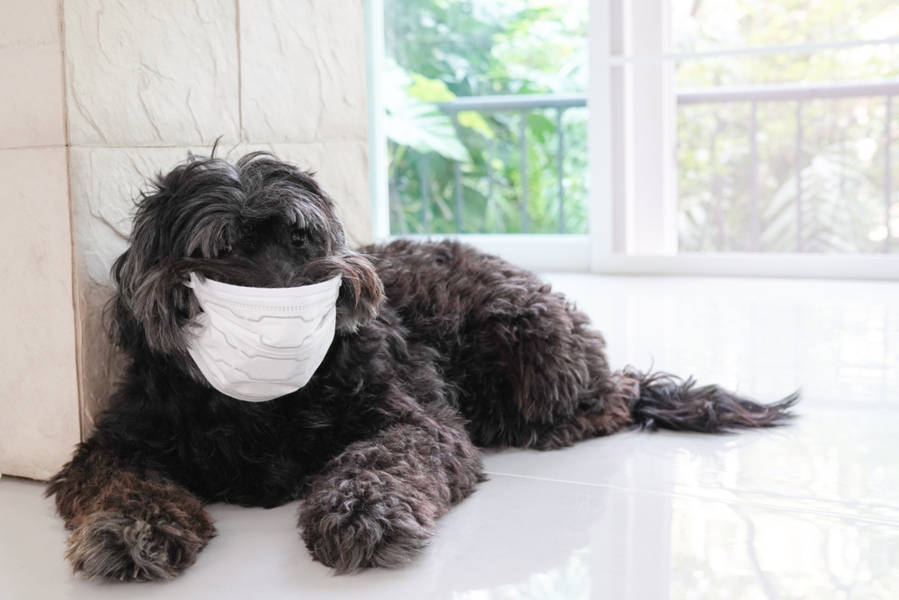 Cute dog with a surgical mask on