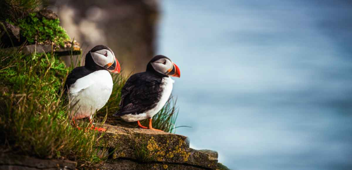 Puffin watching in Iceland