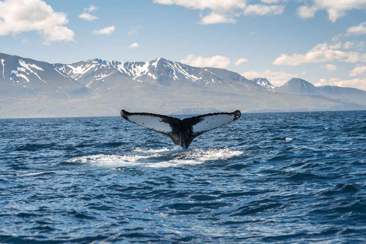 Traveling to Iceland: Whales