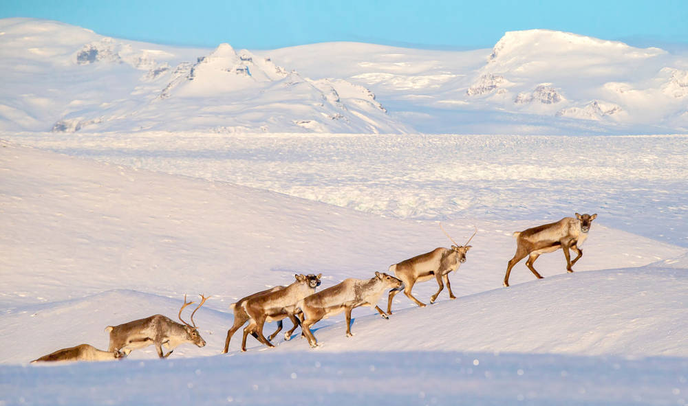 Reindeer grazing in Iceland