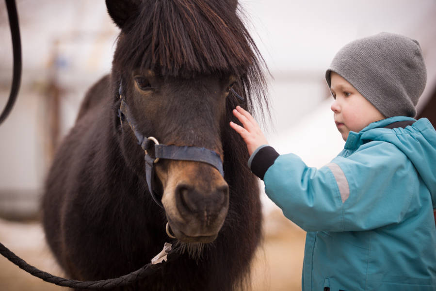 kid petting an Icelandic horse