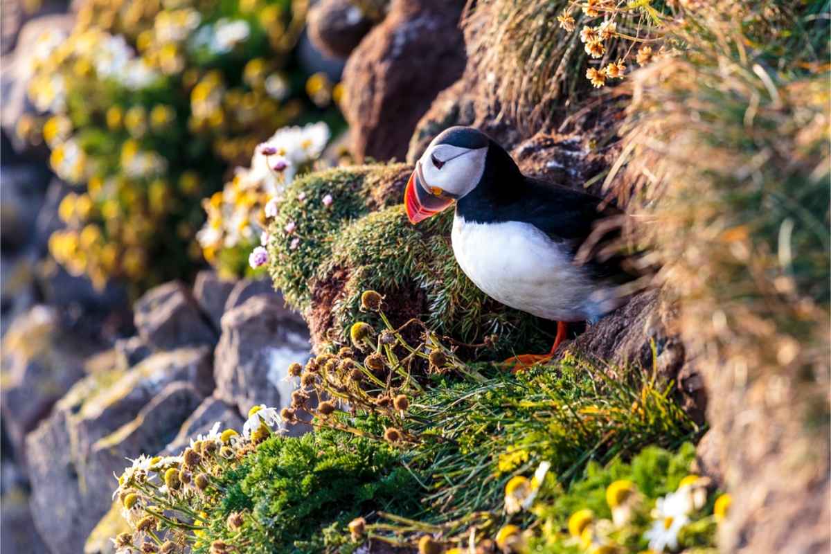 Icelandic puffins on a cliff in Iceland in April