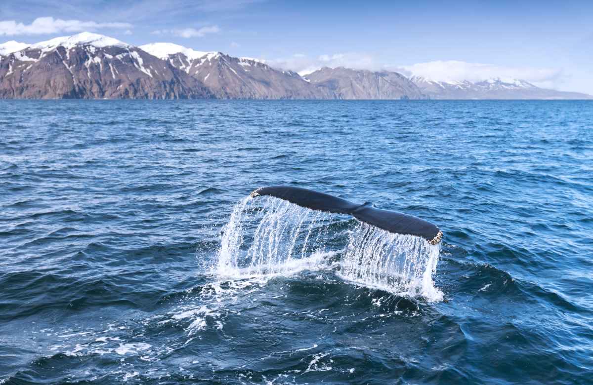 Whale watching in Iceland in May