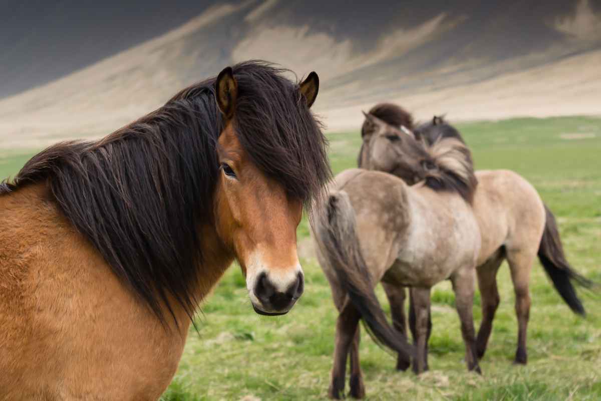 Icelandic horses activities