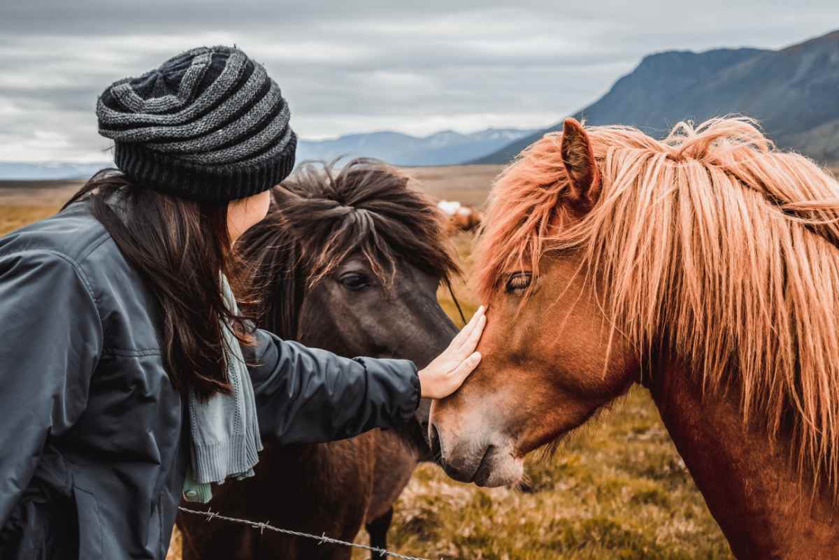 Icelandic horses