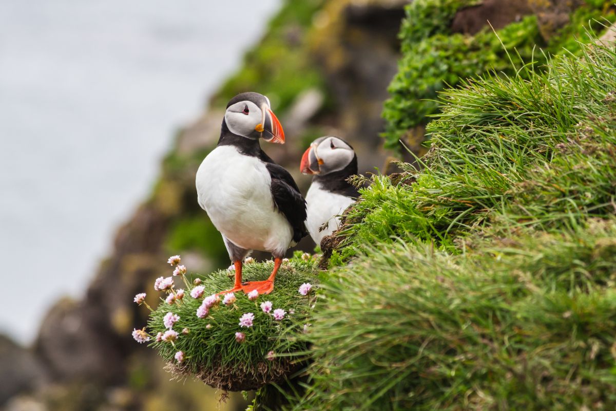 Things to do in Iceland in August: Puffins
