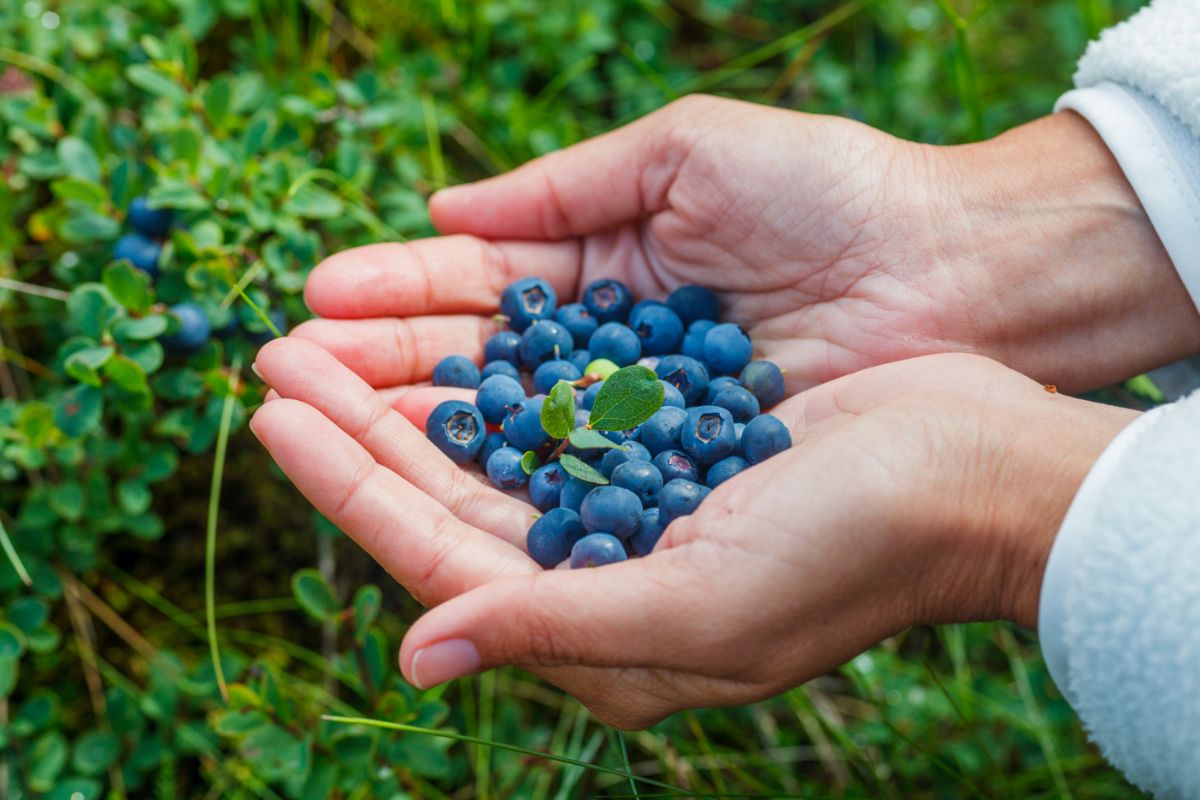 Berry picking in Iceland