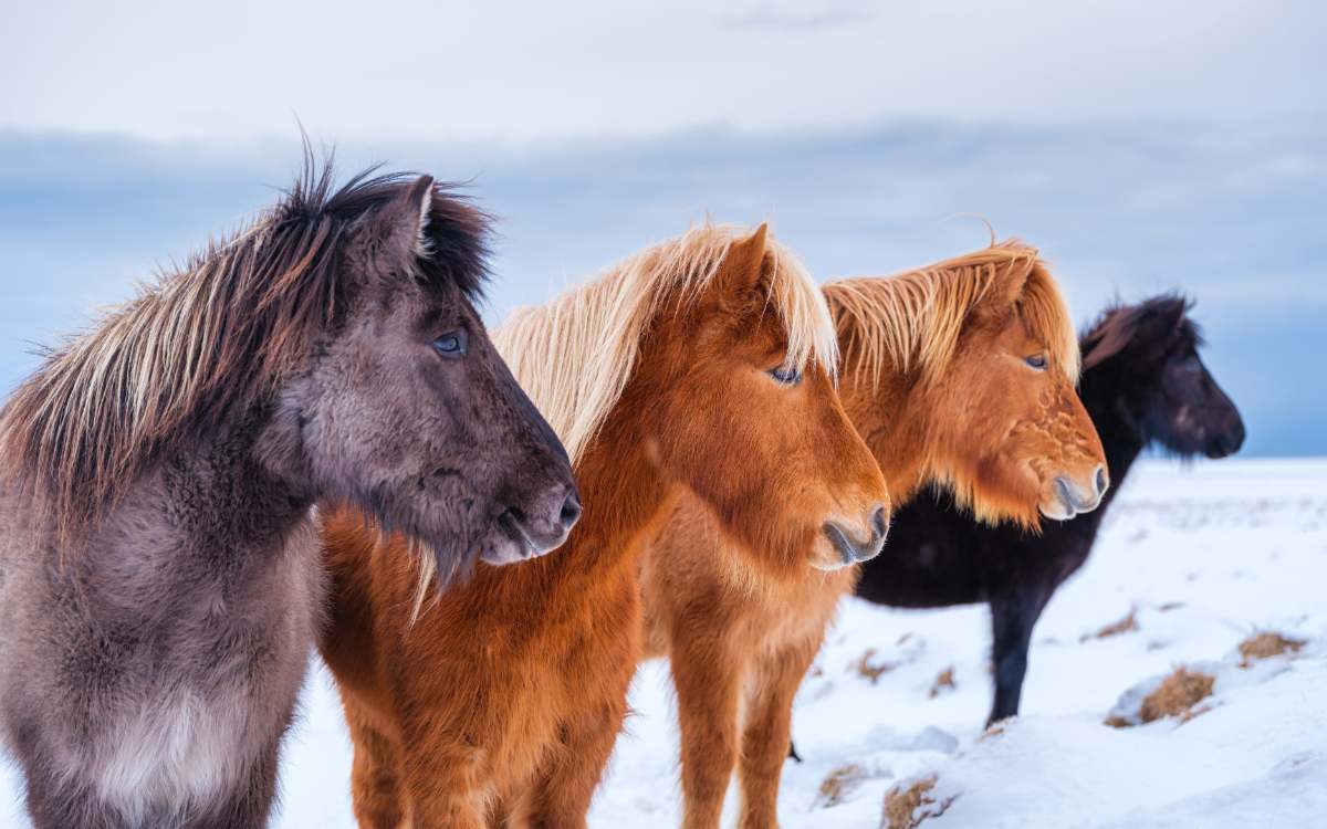 Iceland in September: Horse riding