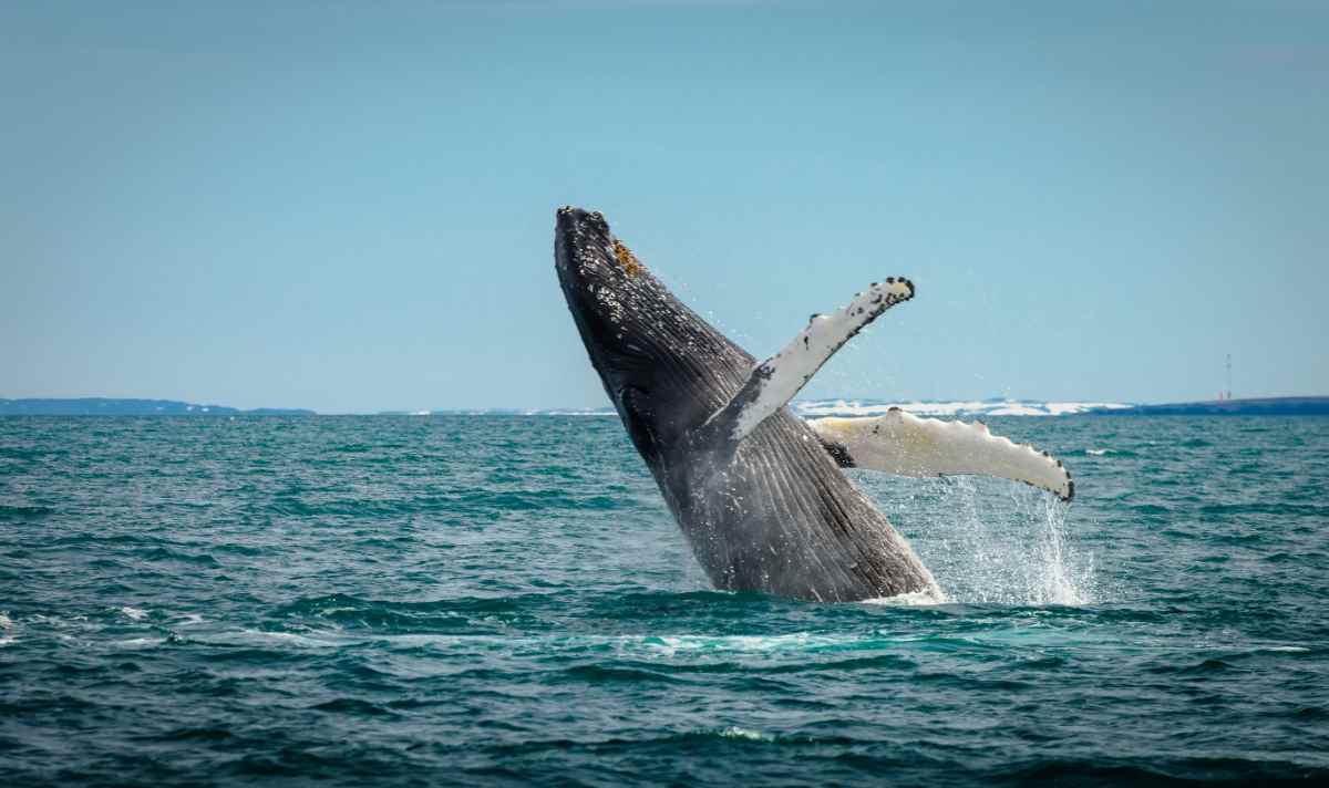 Whale watching tour