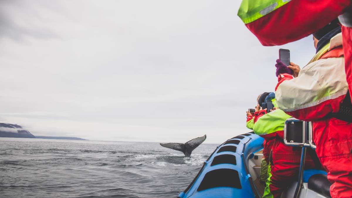 Iceland in September: Whale Watching