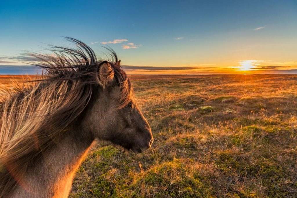horse riding in Iceland in autumn