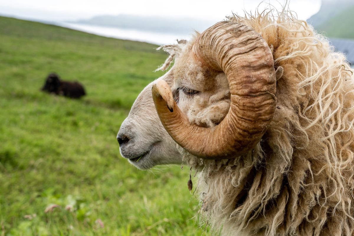 Icelandic sheep roaming freely