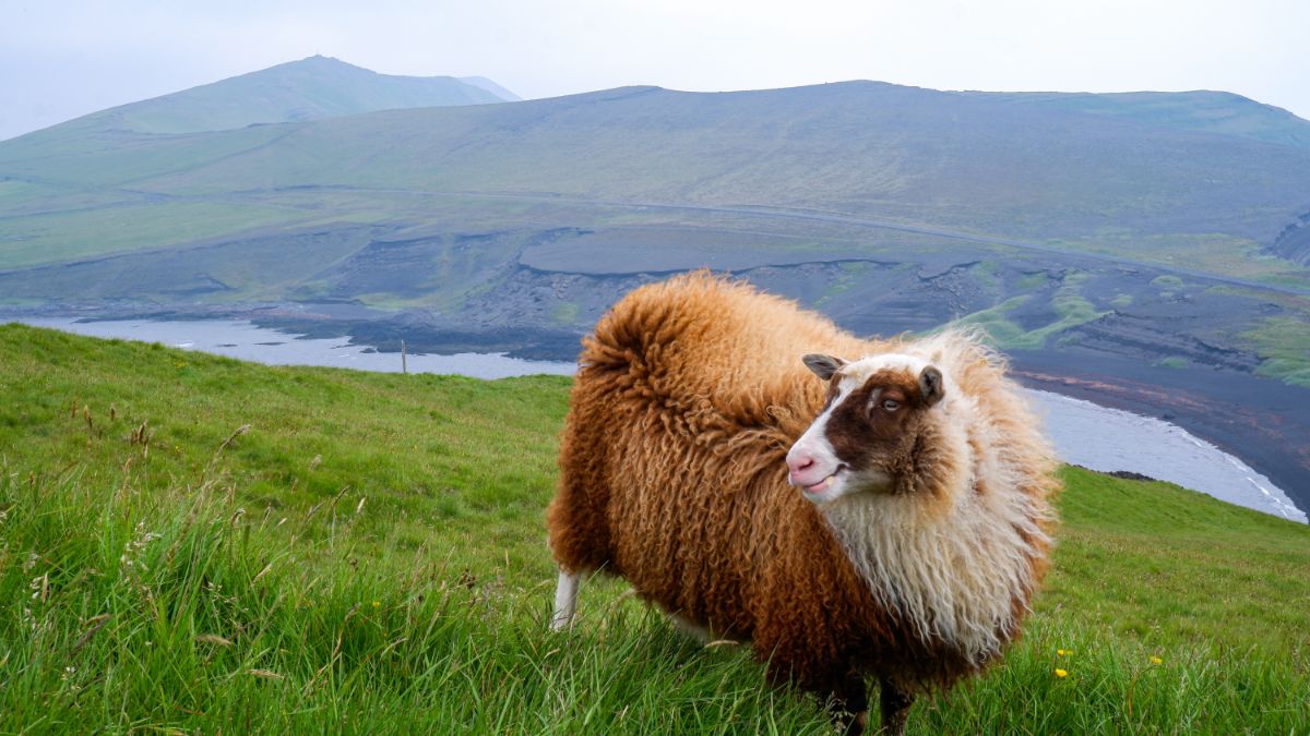 Icelandic sheep roaming