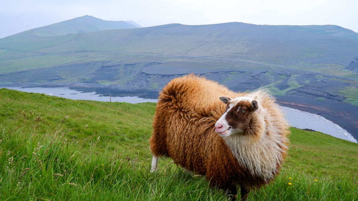 Why Are Icelandic Sheep So Special Why Are Icelandic Sheep So Special