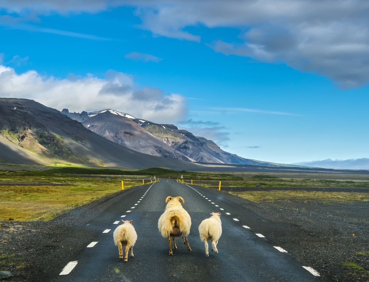 Icelandic sheep on the road