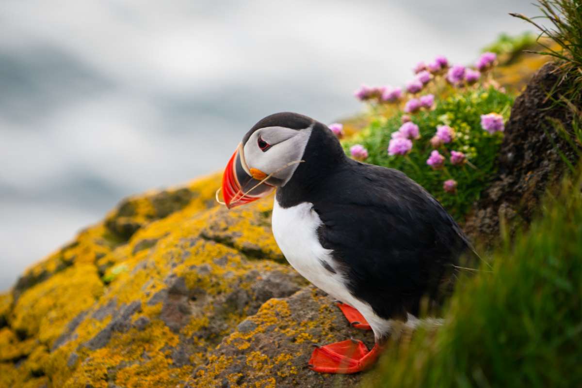 Puffins Iceland