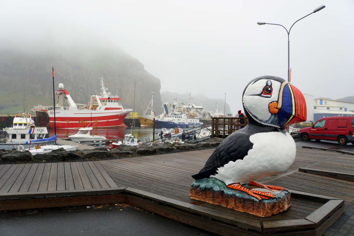 Vestmannaeyjar Puffin watching