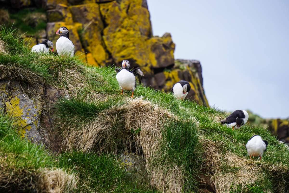 Puffin watching in Iceland