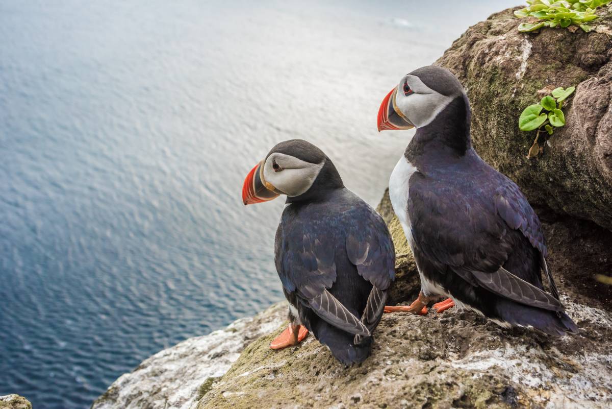 Puffin watching Iceland