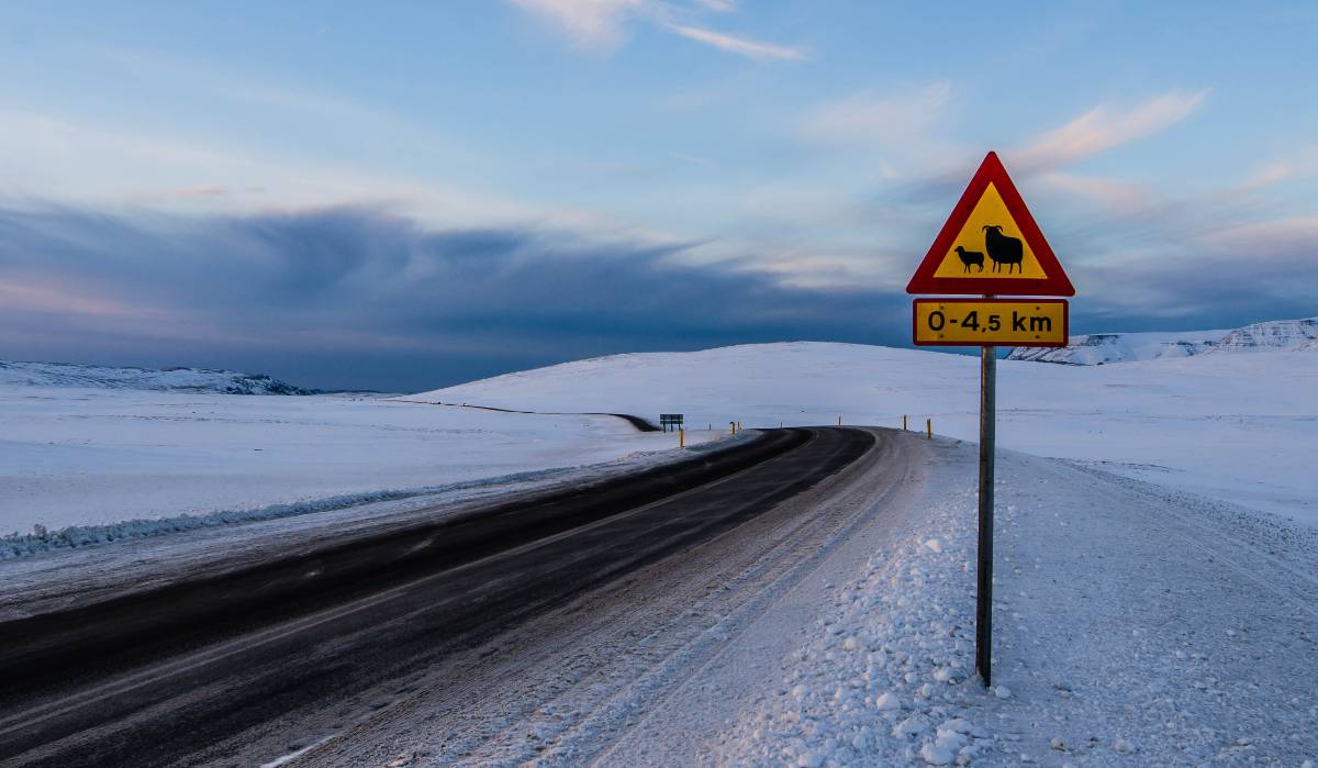 Animal road signs in Iceland
