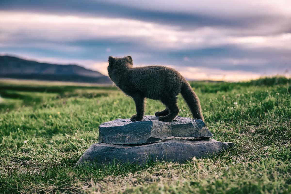 Icelandic wildlife