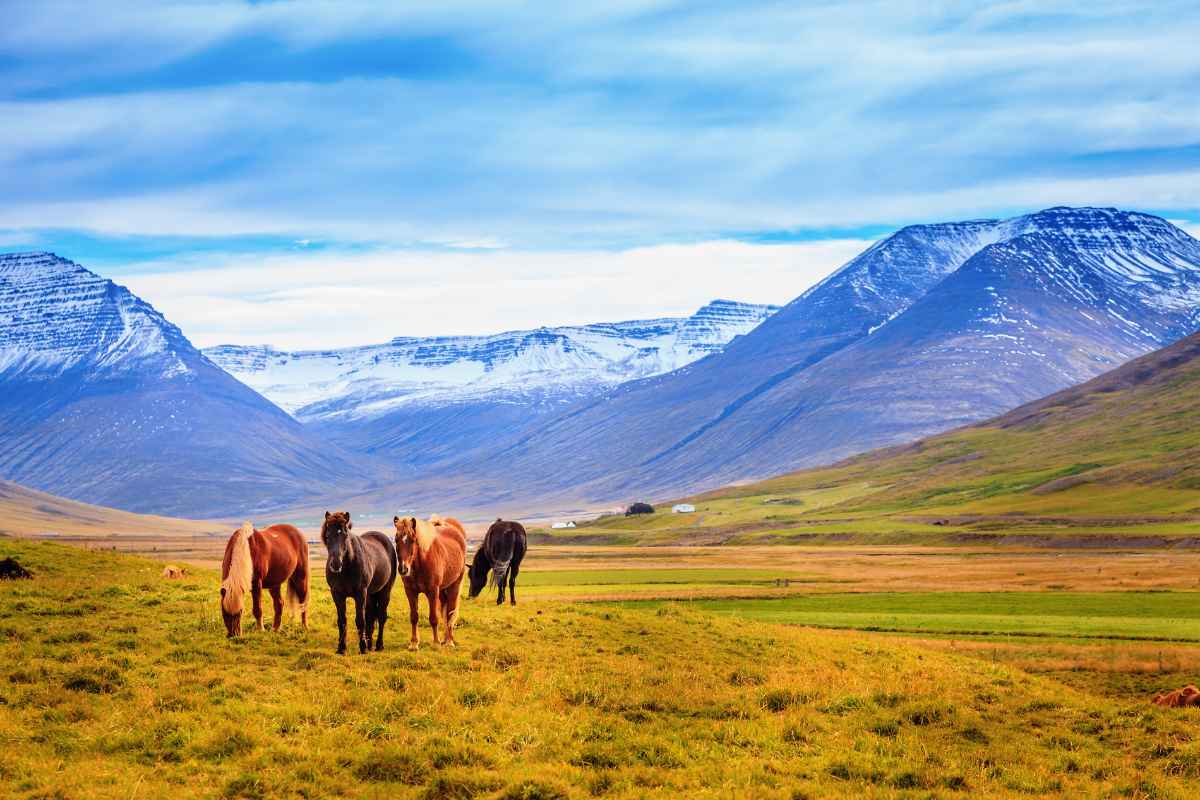 Horseback riding in Iceland