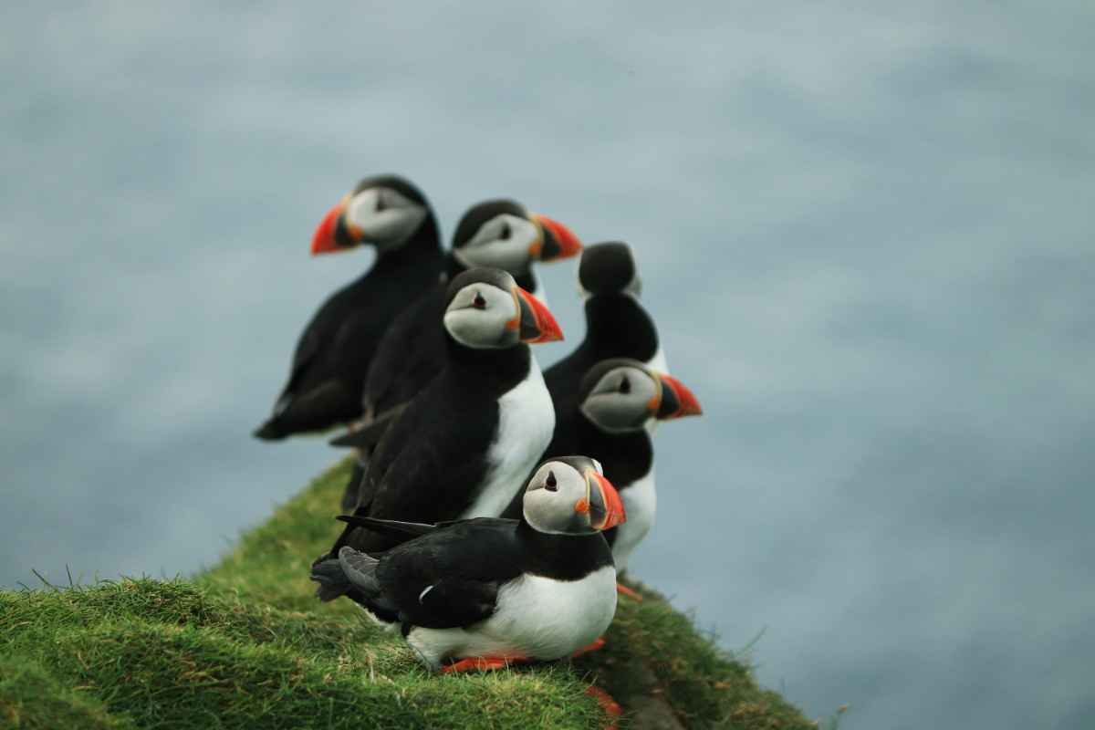 Puffins in spring