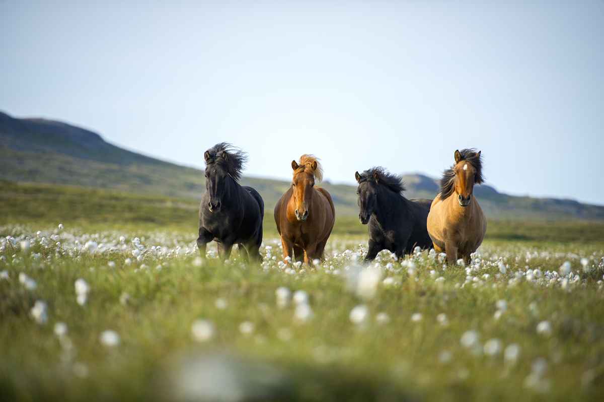 Horseback riding in July in Iceland