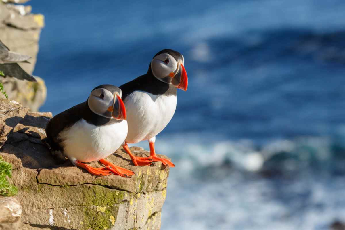 Puffin spotting Iceland in June