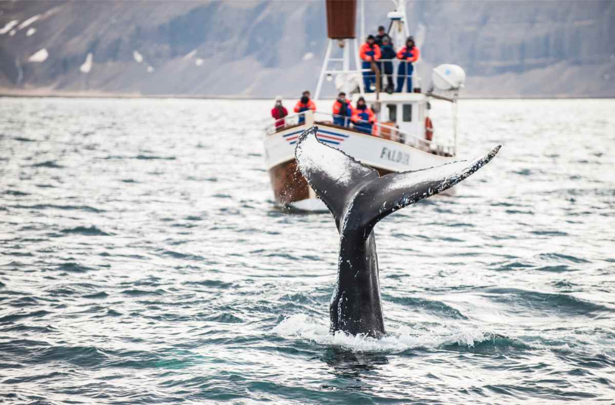 Whale tale sticking out of the waters of Husavik 