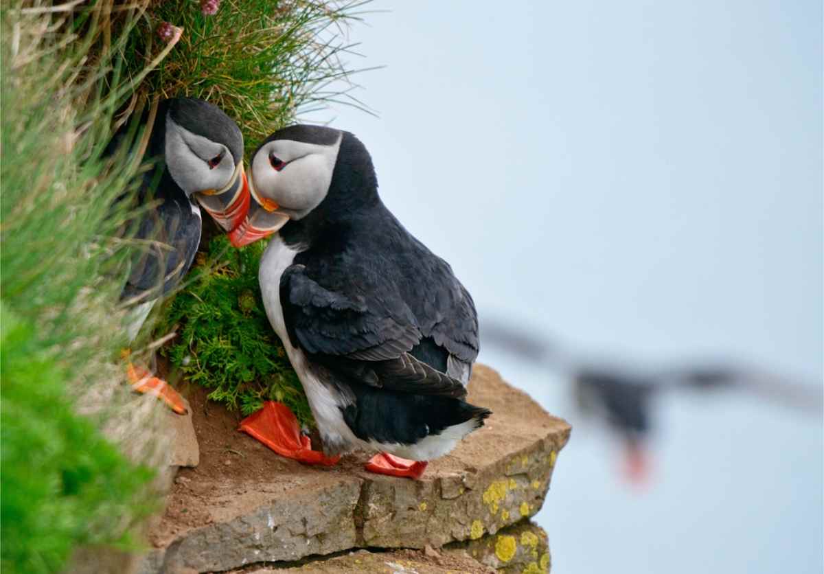 Cute couple of puffin birds on a cliff