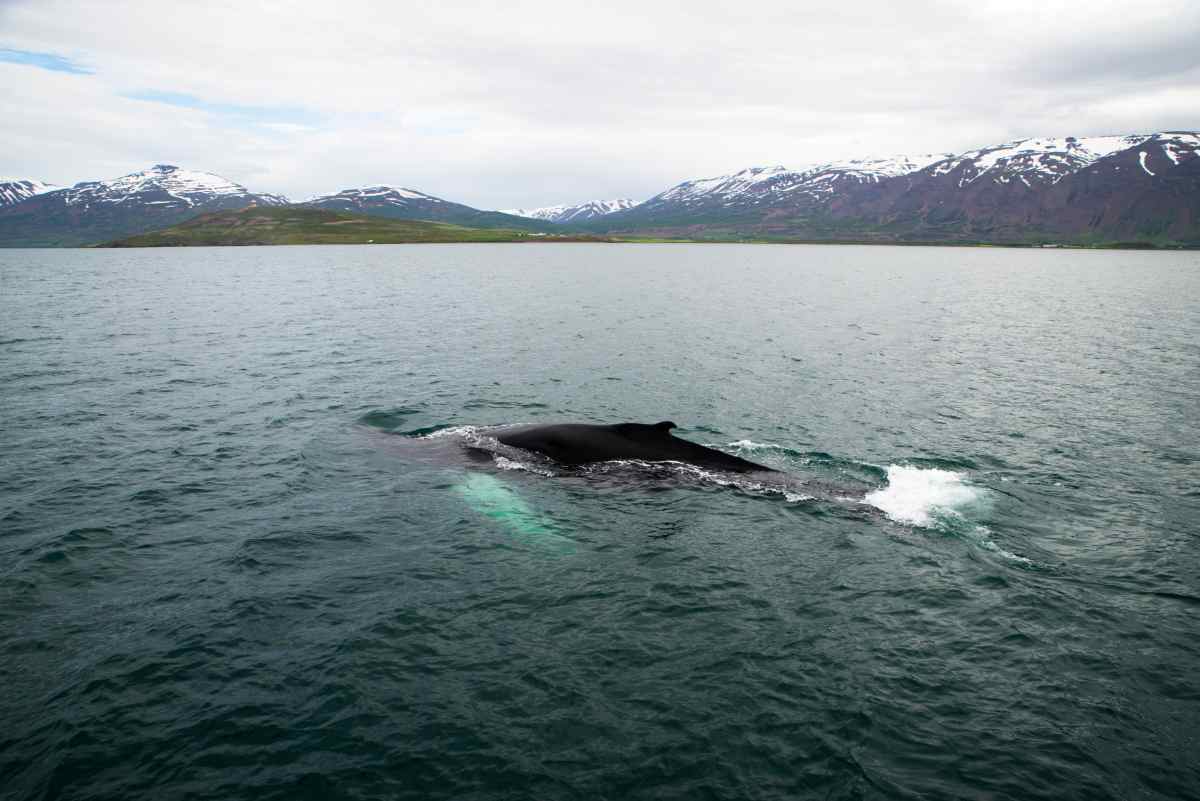 Akureyri whale watching