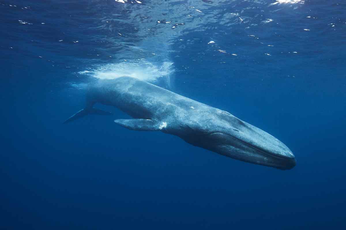 Blue Whale in Iceland