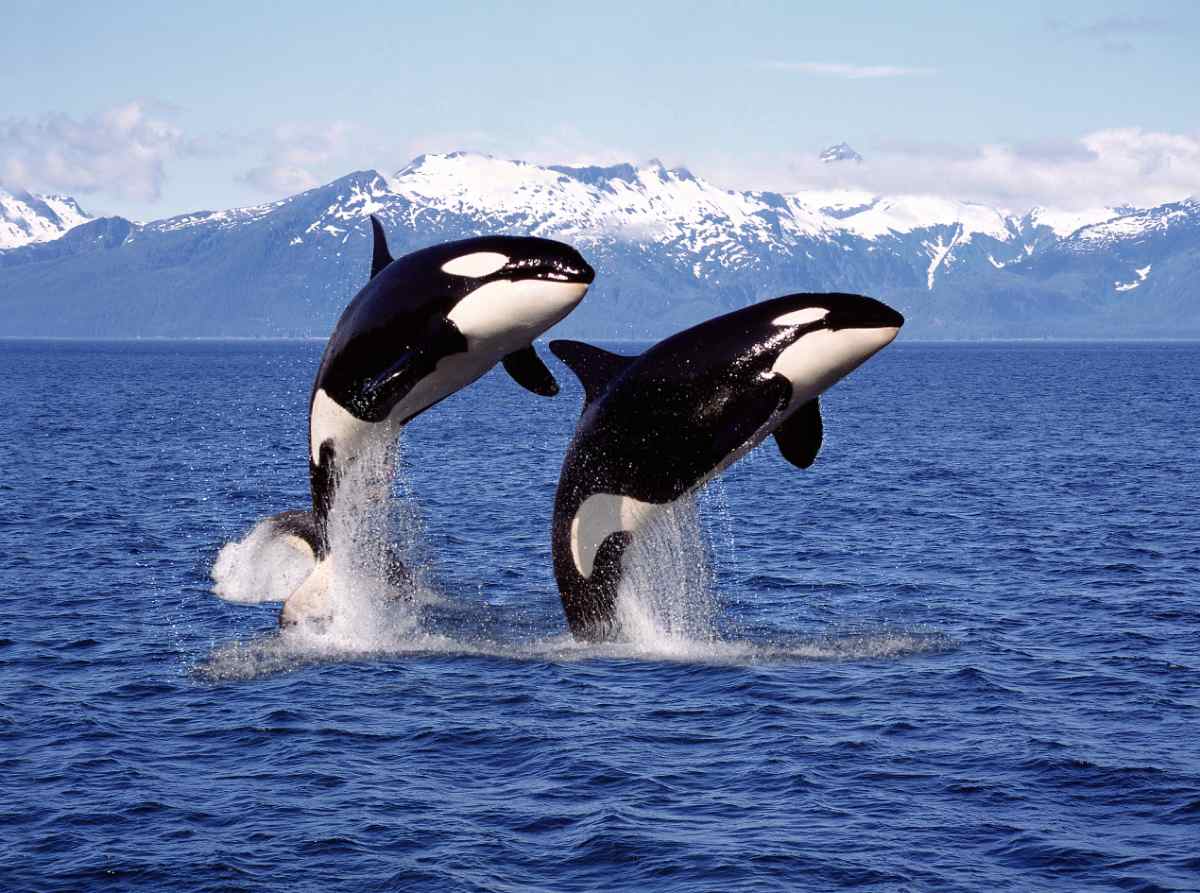 Iceland killer whales