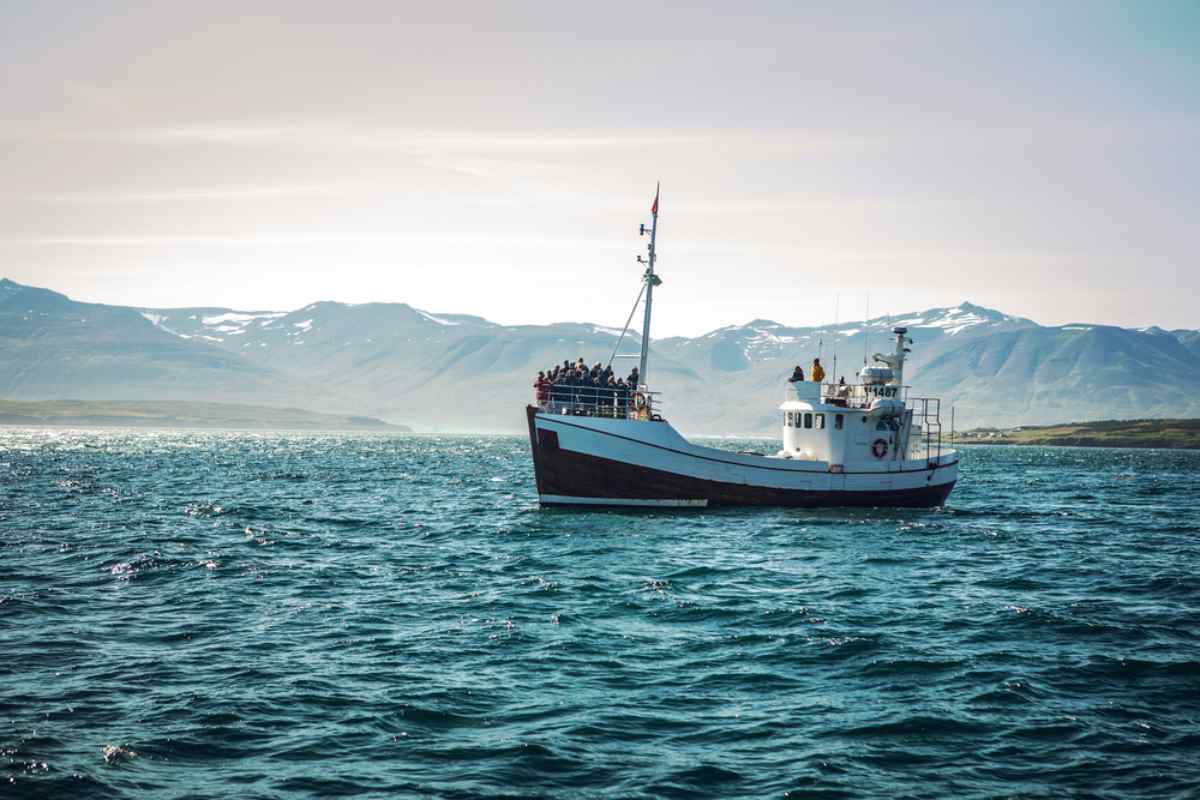 Whale watching tours in Iceland