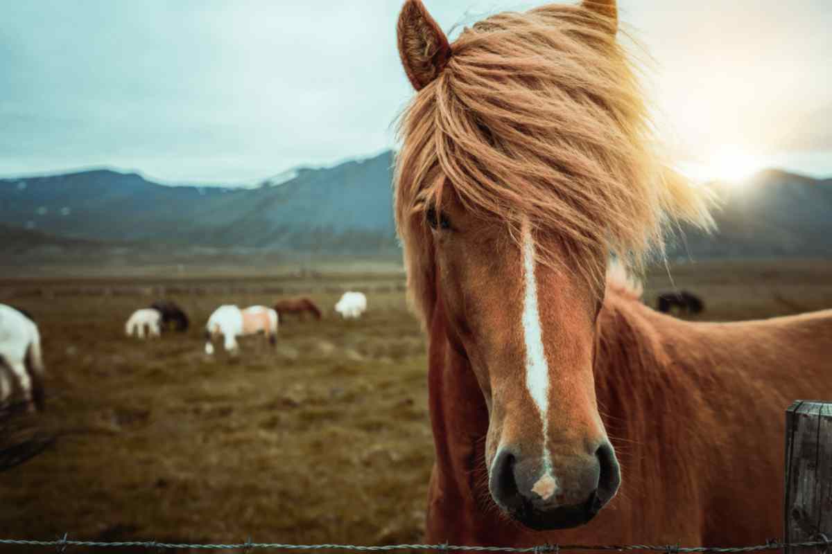 Iceland horseback riding