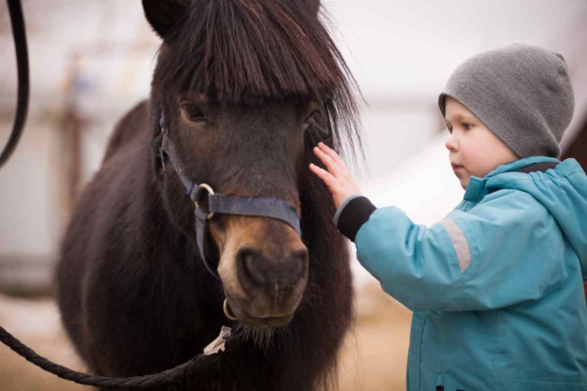 Icelandic horses