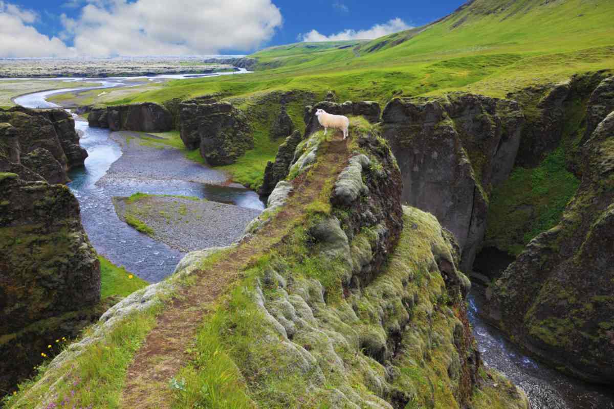 Sheep at Fjadrargljufur Canyon