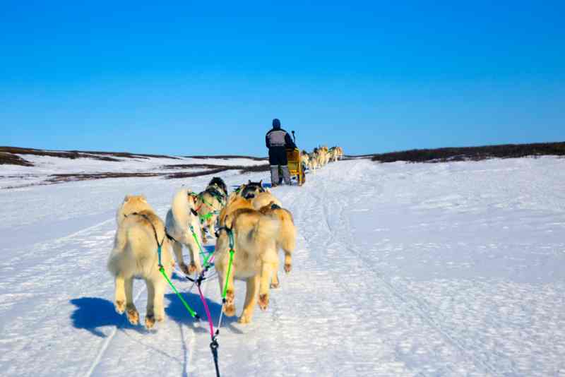 dog sledding iceland