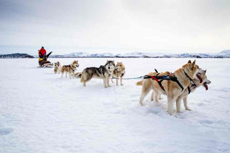 dog sled reykjavik
