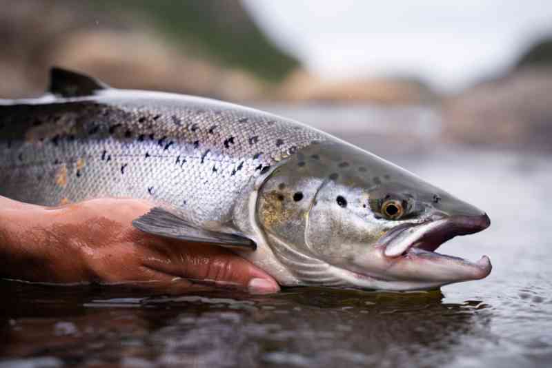 Pick ONE! - If you could fish for one of these, brown trout, arctic char,  sea trout or salmon. Which one would you pick? Fact: in Iceland