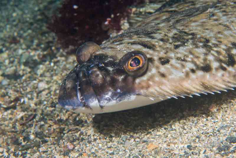 Type of fishes in Iceland