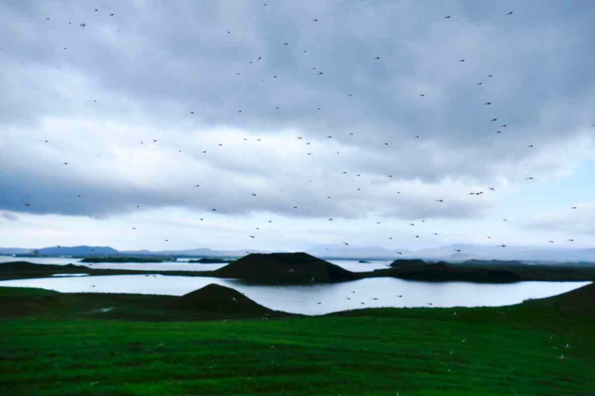 insects in iceland